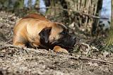 BULLMASTIFF 463